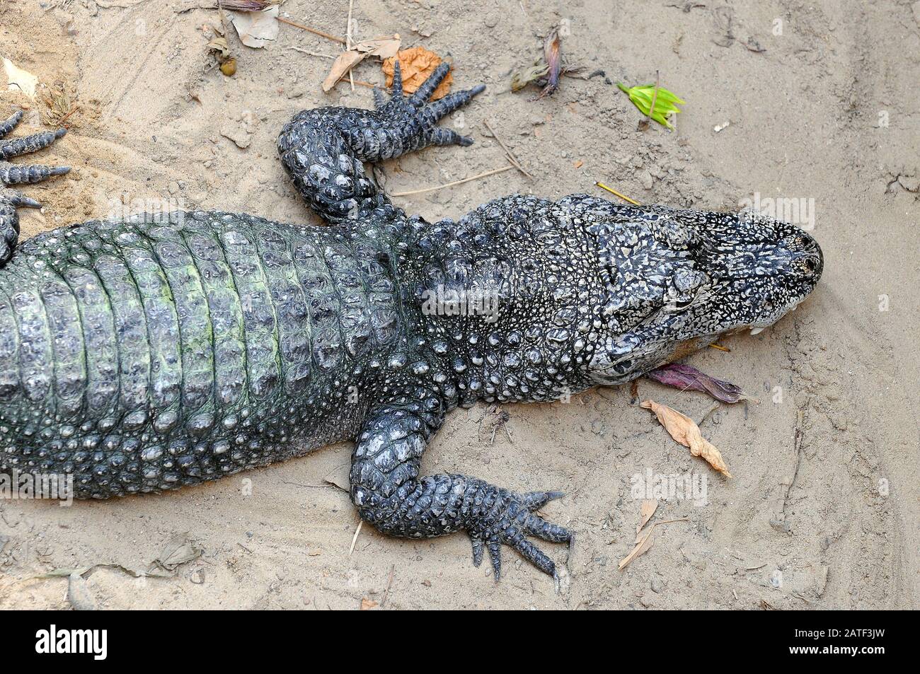 Chinese alligator, China-Alligator, Alligator sinensis Stock Photo
