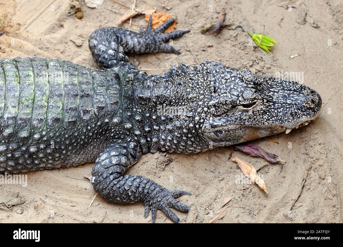 Chinese alligator, China-Alligator, Alligator sinensis Stock Photo