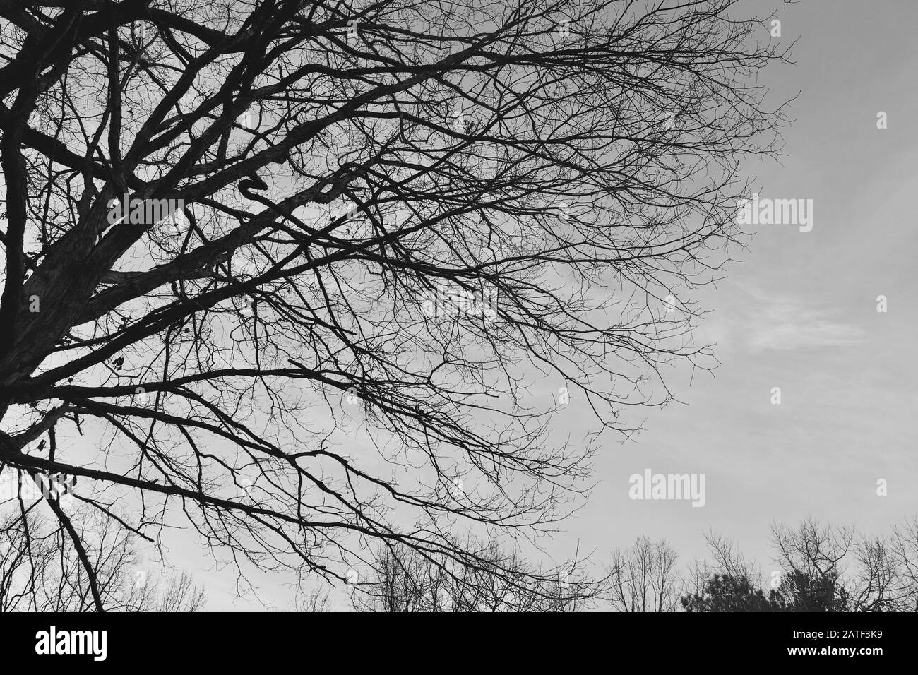 Spindly branches reach into the dark sky. Stock Photo