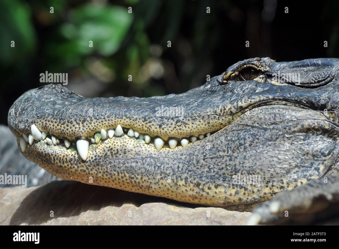 American alligator, gator or common alligator, Mississippi-Alligator, Alligator mississippiensis Stock Photo