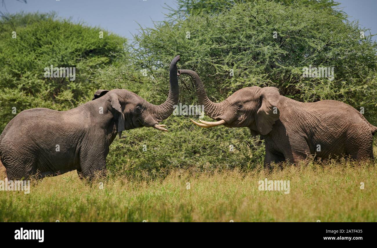 fighting elephant bulls,African bush elephants, Loxodonta africana, in Tarangire National Park, Tanzania, Africa Stock Photo