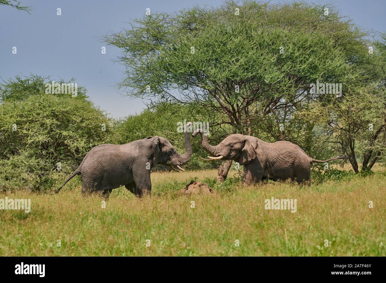 fighting elephant bulls,African bush elephants, Loxodonta africana, in Tarangire National Park, Tanzania, Africa Stock Photo
