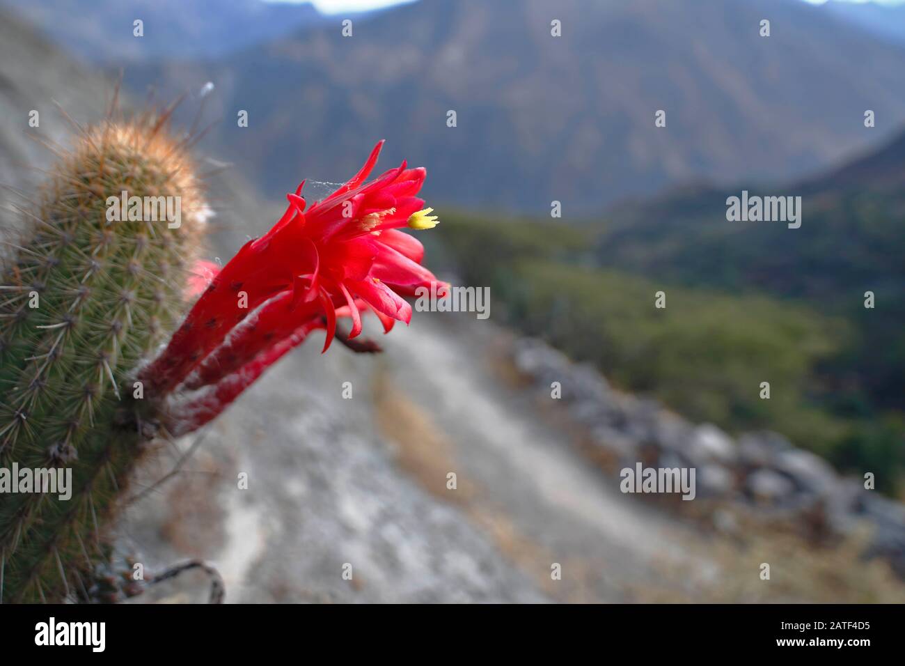 Wilting cactus hires stock photography and images Alamy