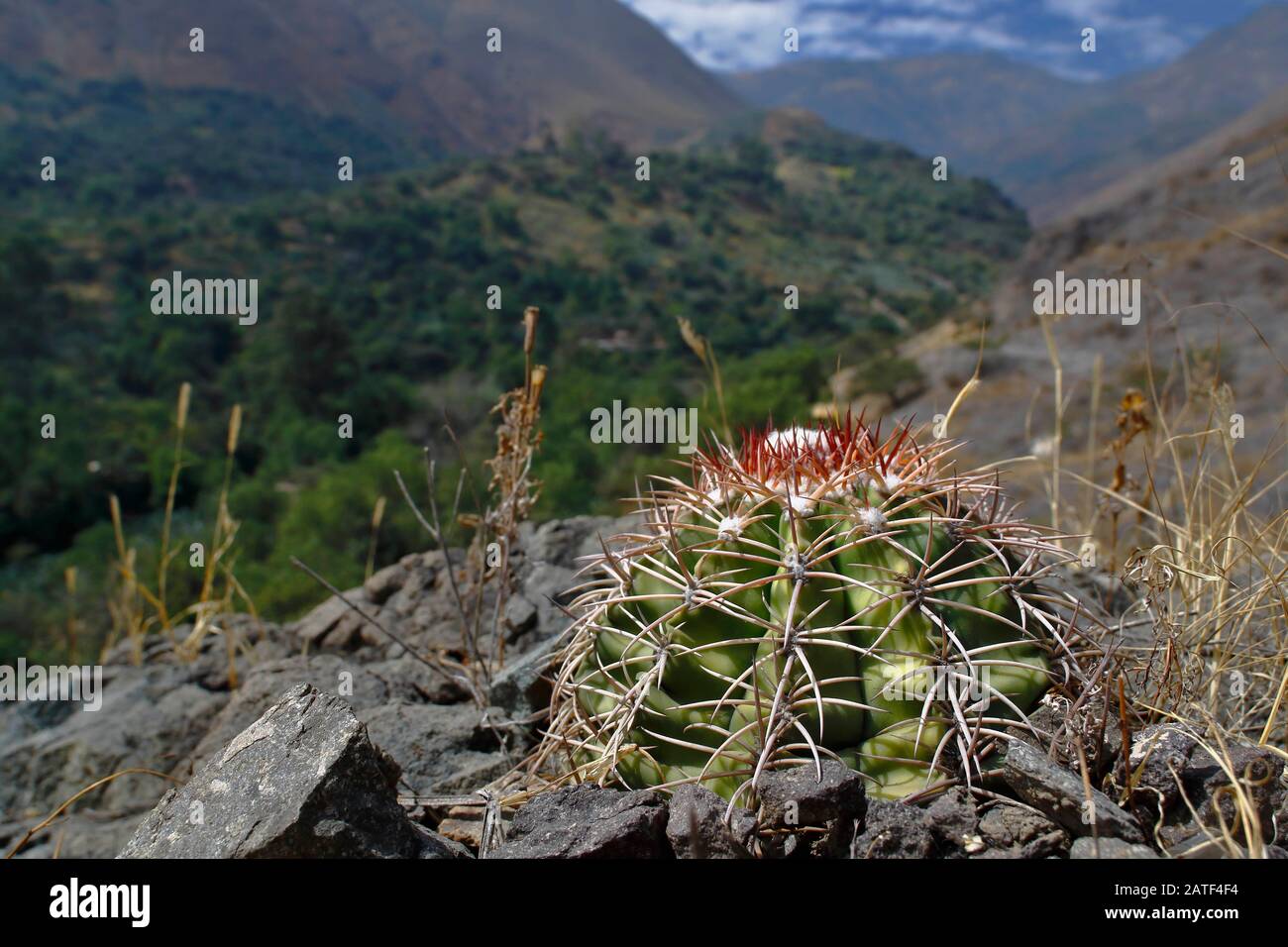 Cactus (Melocactus peruvianus), a unique specimen of cactus that grows flush with the natural soil of the Andes. Lima Peru Stock Photo