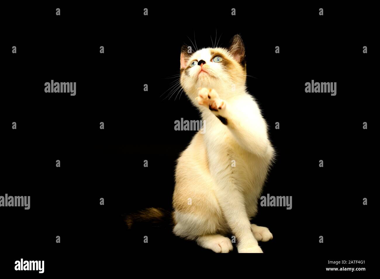Cute White Kitten With Brown Ears British Shorthair Sitting On A