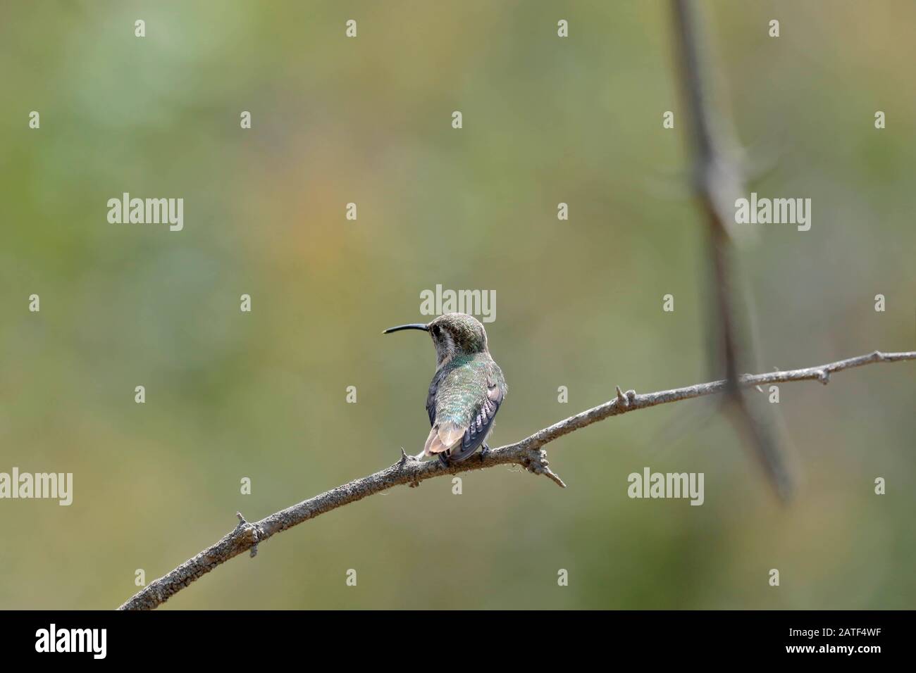 PURPLE-COLLARED WOODSTAR (Myrtis fanny), beautiful hummingbird in its natural habitat perched on some branches of a tree. Lima Peru Stock Photo