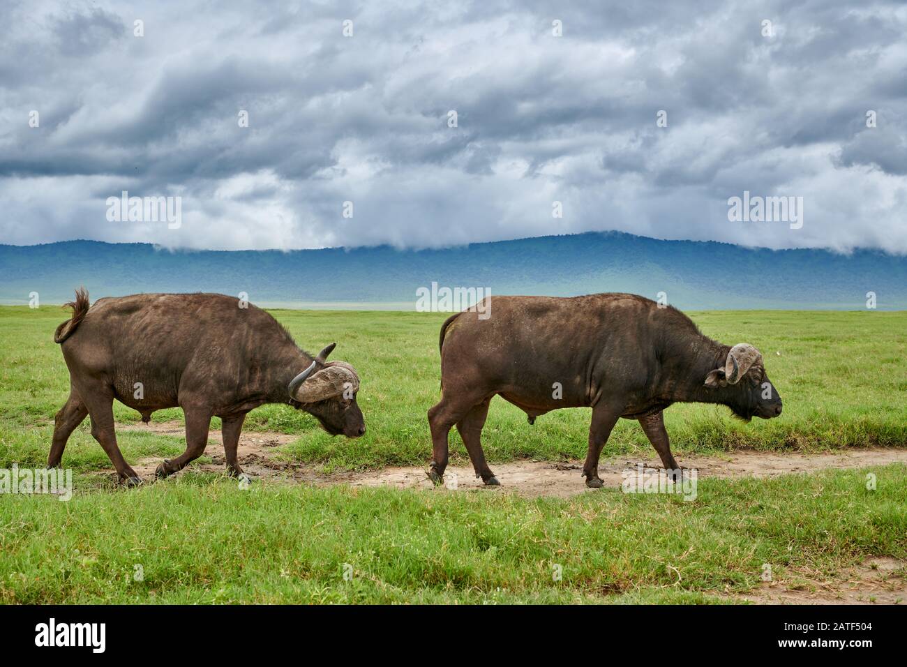 African buffalo or Cape buffalo (Syncerus caffer),  Ngorongoro Conservation Area, Tanzania, Africa Stock Photo