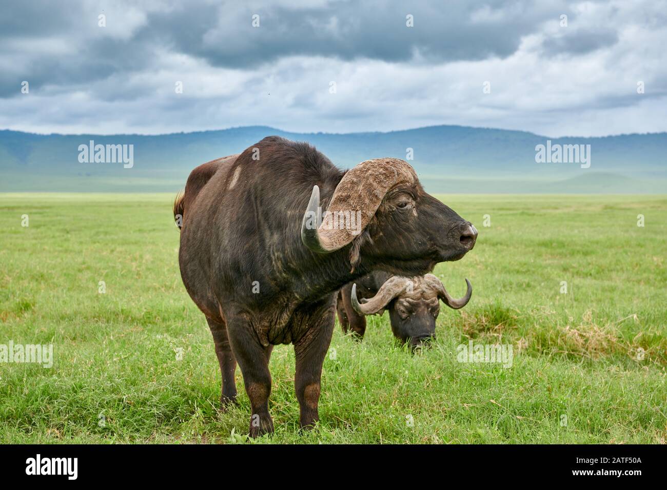 African buffalo or Cape buffalo (Syncerus caffer),  Ngorongoro Conservation Area, Tanzania, Africa Stock Photo
