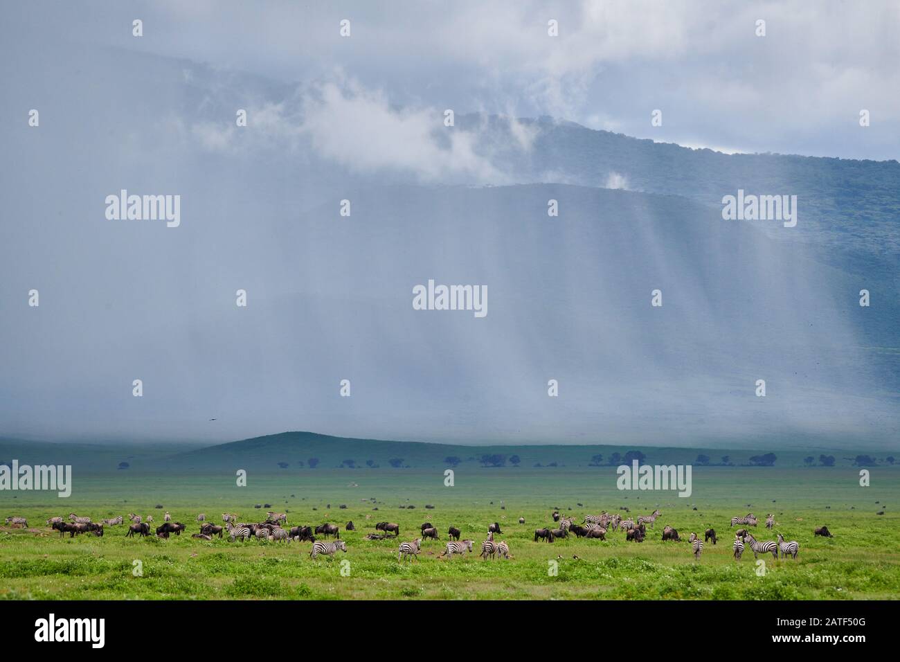 Crater landscape with rain clouds and herd of wildebeest and zebras,  Ngorongoro Conservation Area, Tanzania, Africa Stock Photo