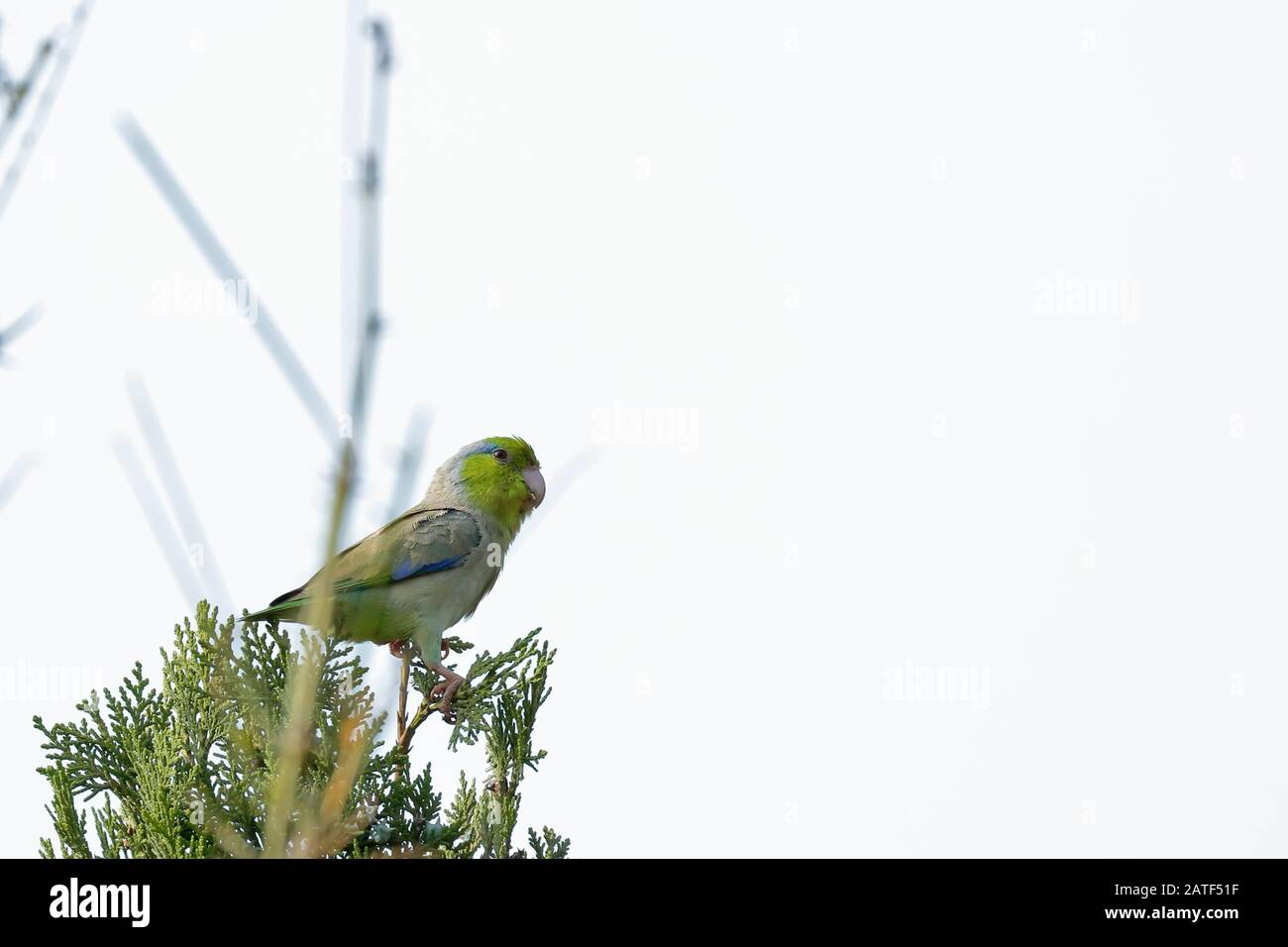PACIFIC PARROTLET (Forpus coelestis), beautiful bird perched on the branch of a cypress in freedom. Lima - Peru Stock Photo
