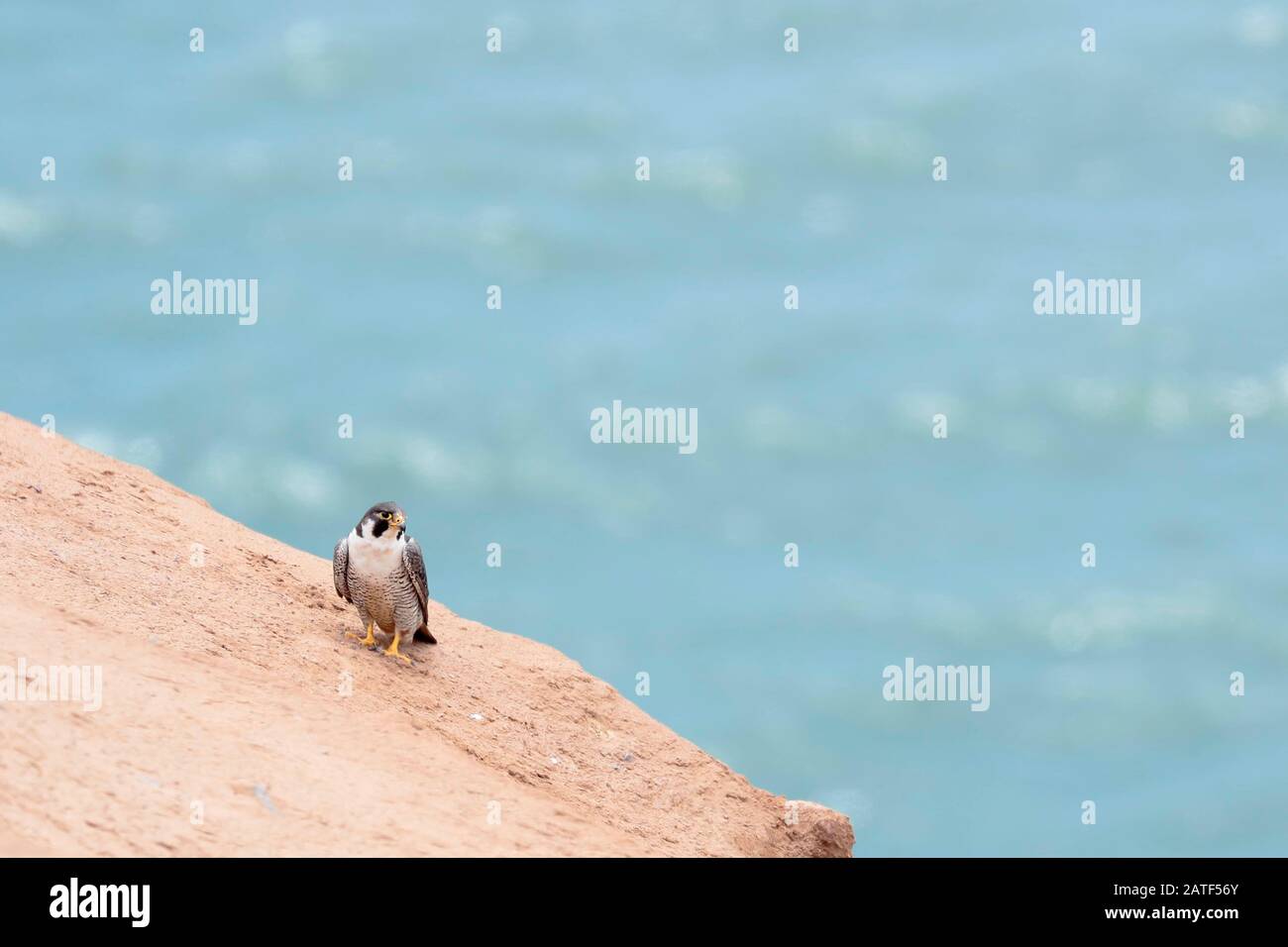PEREGRINE FALCON (Falco peregrinus), beautiful hawk perched on a cliff by the sea. Ica - Peru Stock Photo