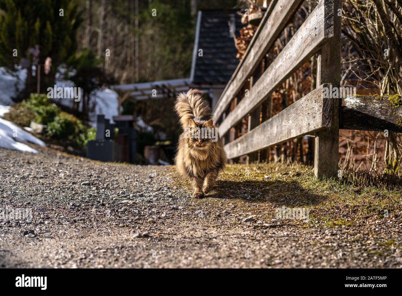 amazing brown cat walking towards the camera. Beautiful cat in nature environment. brown cat with green eyes in the beautiful nature of austria Stock Photo