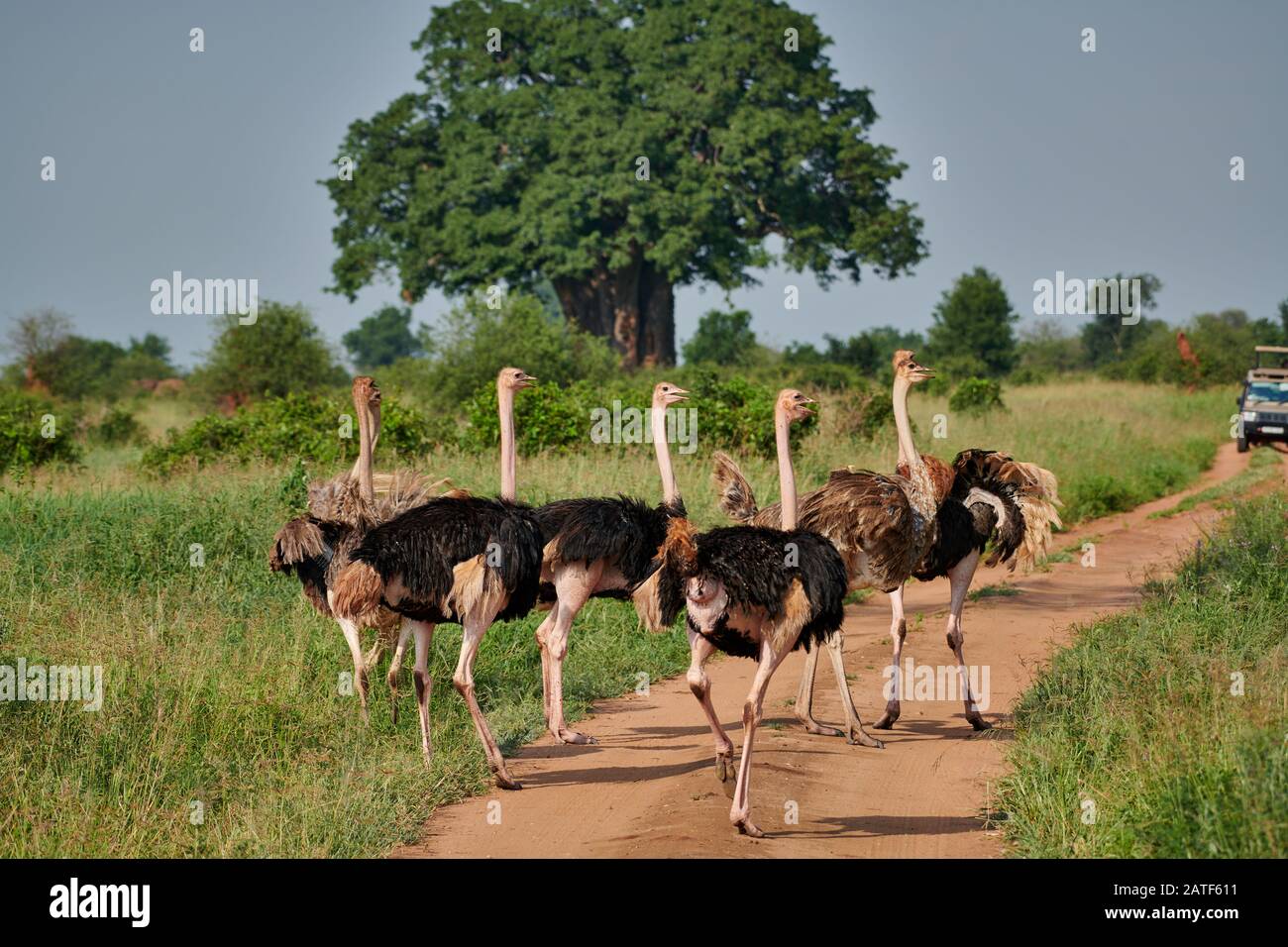 group of Ostrich, Struthio camelus, Tarangire National Park, Tanzania, Africa Stock Photo
