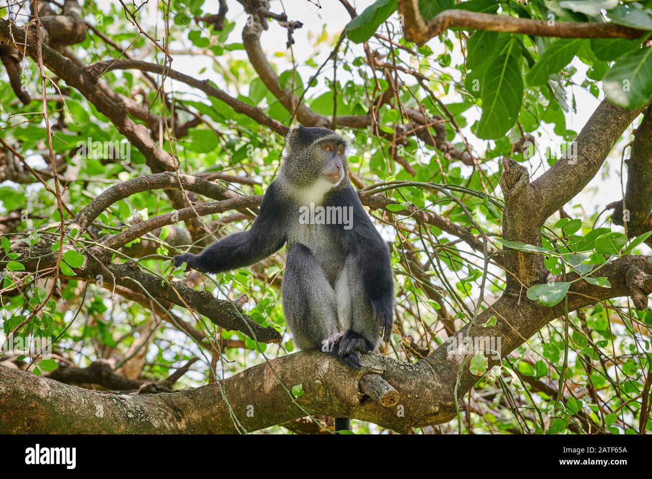 Blue monkey or Diademed Monkey sitting on a branch (Cercopithecus mitis), Lake Manyara National Park, Tanzania, Africa Stock Photo
