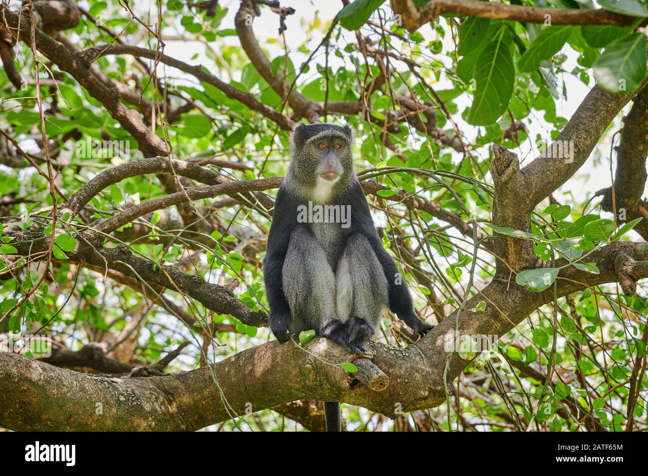 Blue monkey or Diademed Monkey sitting on a branch (Cercopithecus mitis), Lake Manyara National Park, Tanzania, Africa Stock Photo