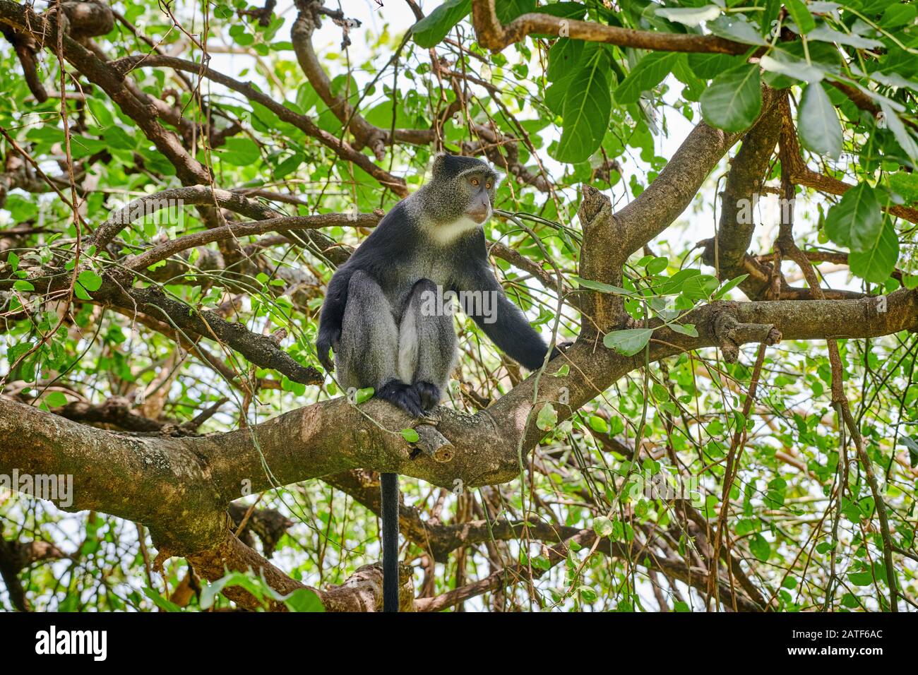 Blue monkey or Diademed Monkey sitting on a branch (Cercopithecus mitis), Lake Manyara National Park, Tanzania, Africa Stock Photo