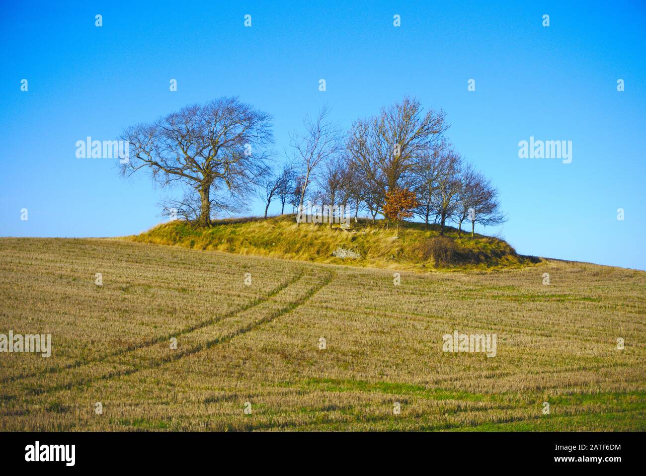 Trees on a small mound on Leetside Farm, near Whitsome, Berwickshire