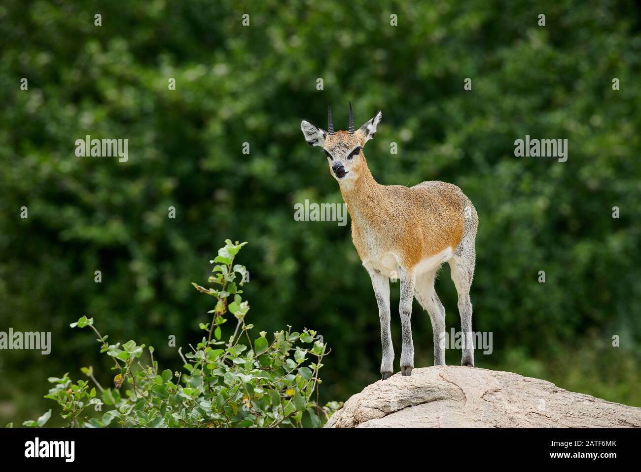 Klipspringer Antelope Oreotragus Oreotragus Manyara National Park Klipspringer Antelope Oreotragus Oreotragus Manyara National Park