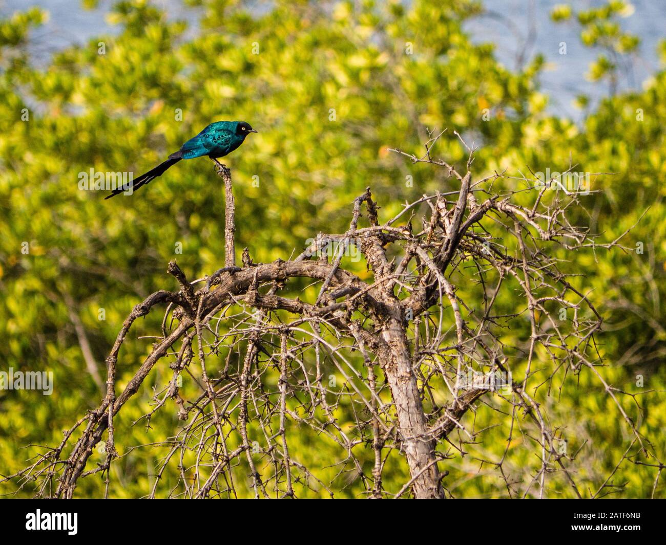 Tropical bird in a tree Stock Photo