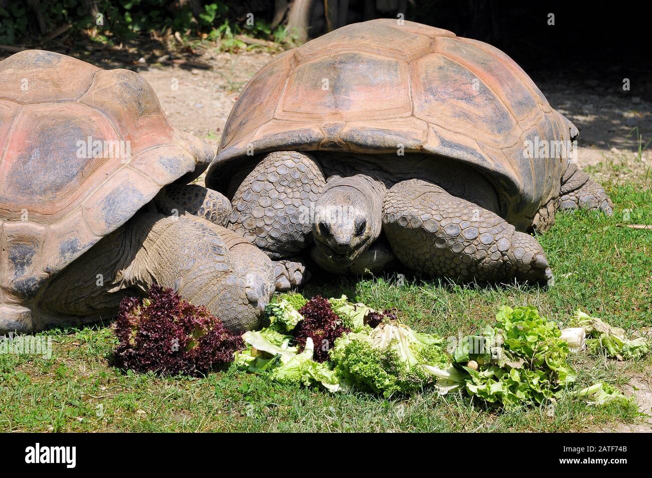 Seychelles giant tortoise, Aldabra-Riesenschildkröte, Tortue géante des Seychelles, Aldabrachelys gigantea hololissa Stock Photo