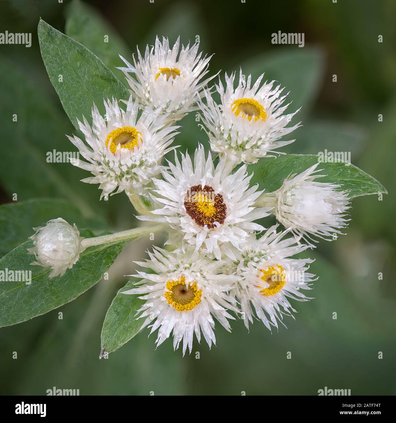 Olearia pannosa, commonly known as the velvet daisy bush, is an Australian shrub from the daisy family native to  South Australia Stock Photo