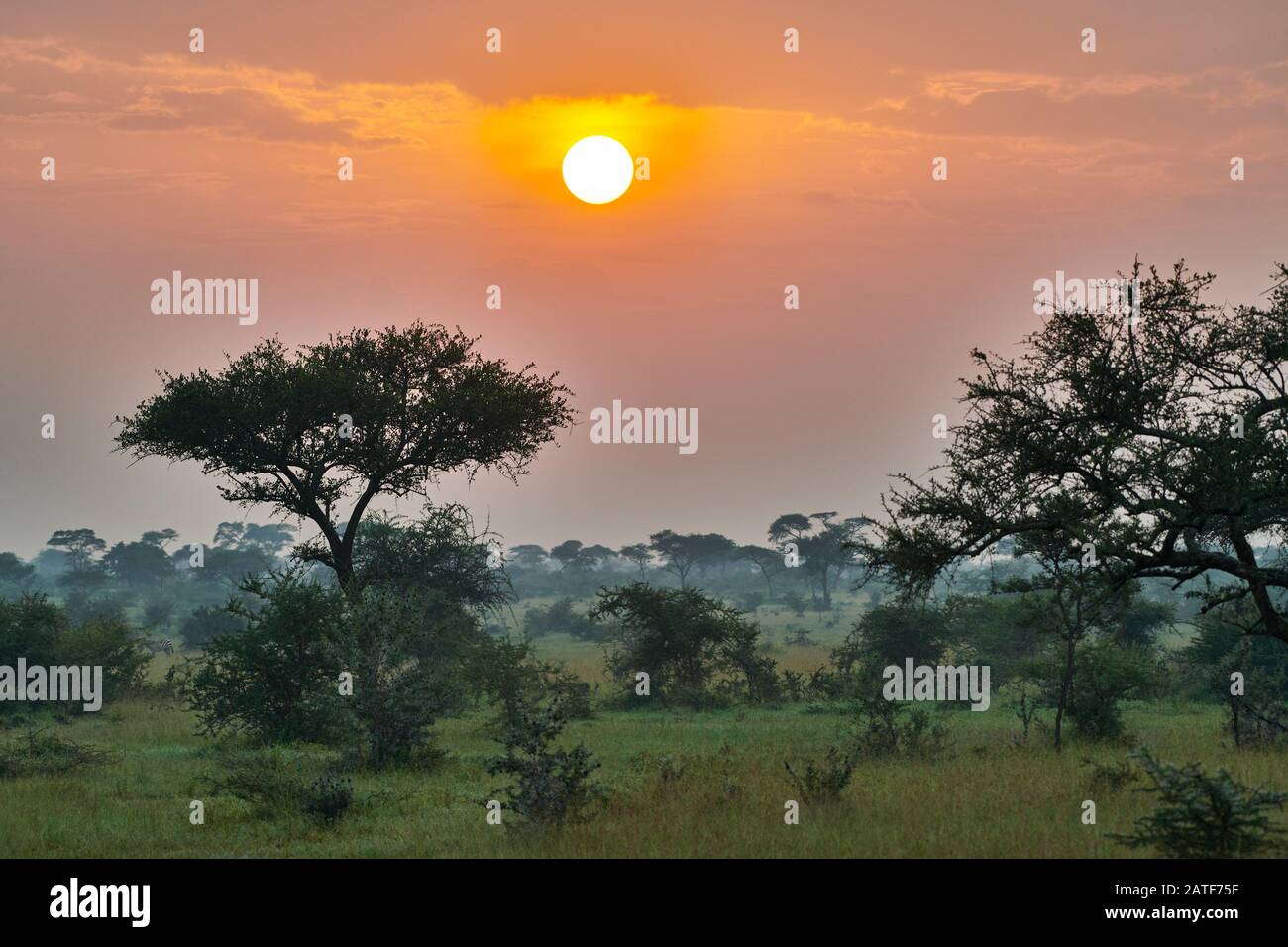 landscape with sunrise in Serengeti National Park, UNESCO world heritage site, Tanzania, Africa Stock Photo