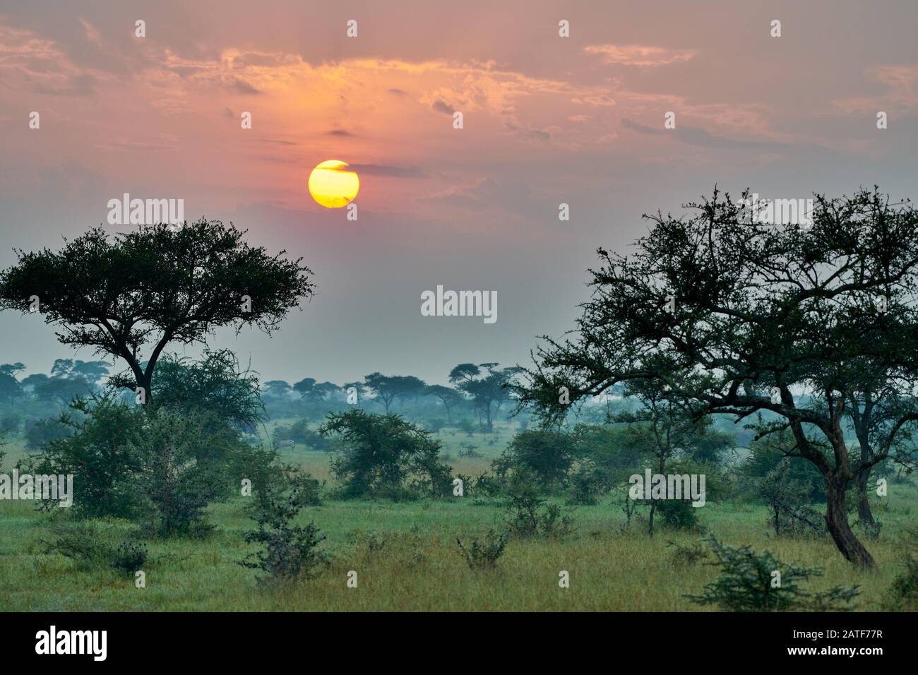 landscape with sunrise in Serengeti National Park, UNESCO world heritage site, Tanzania, Africa Stock Photo