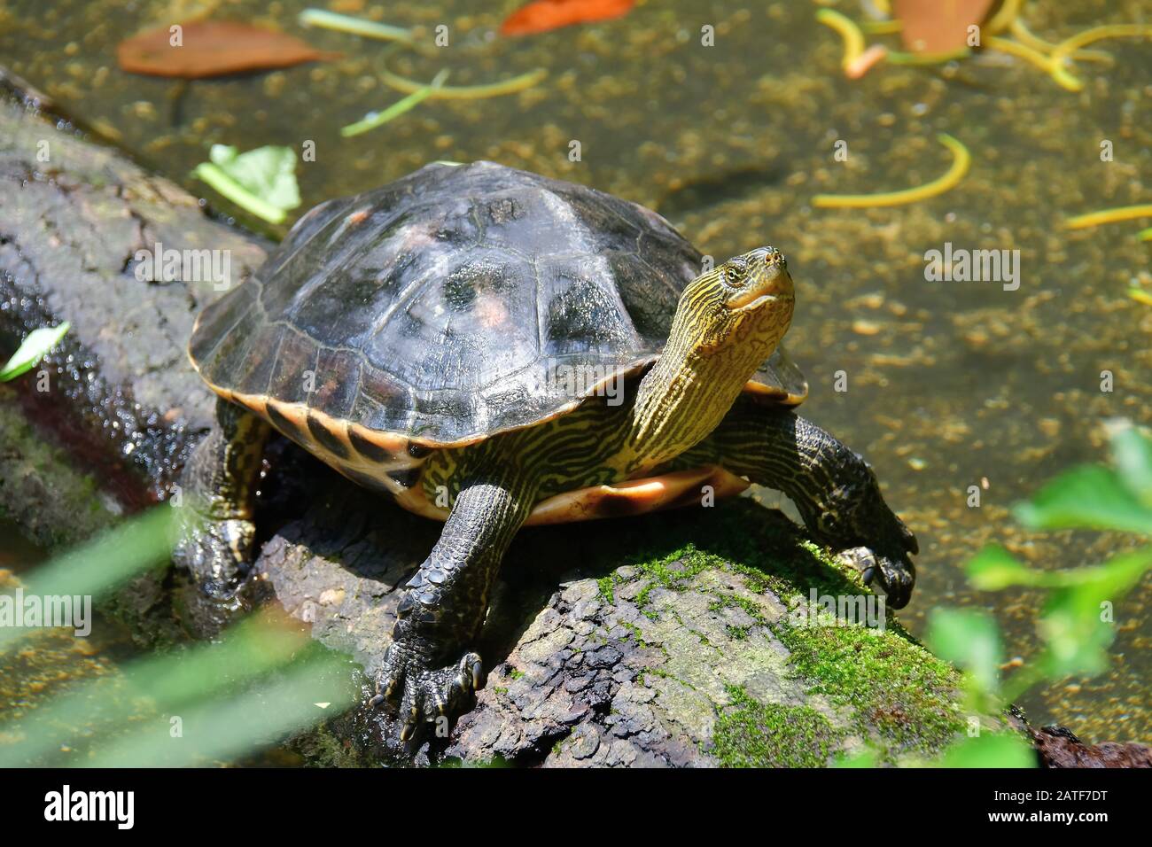 Chinese stripe-necked turtle, golden thread turtle, Ocadia sinensis, endangered Stock Photo