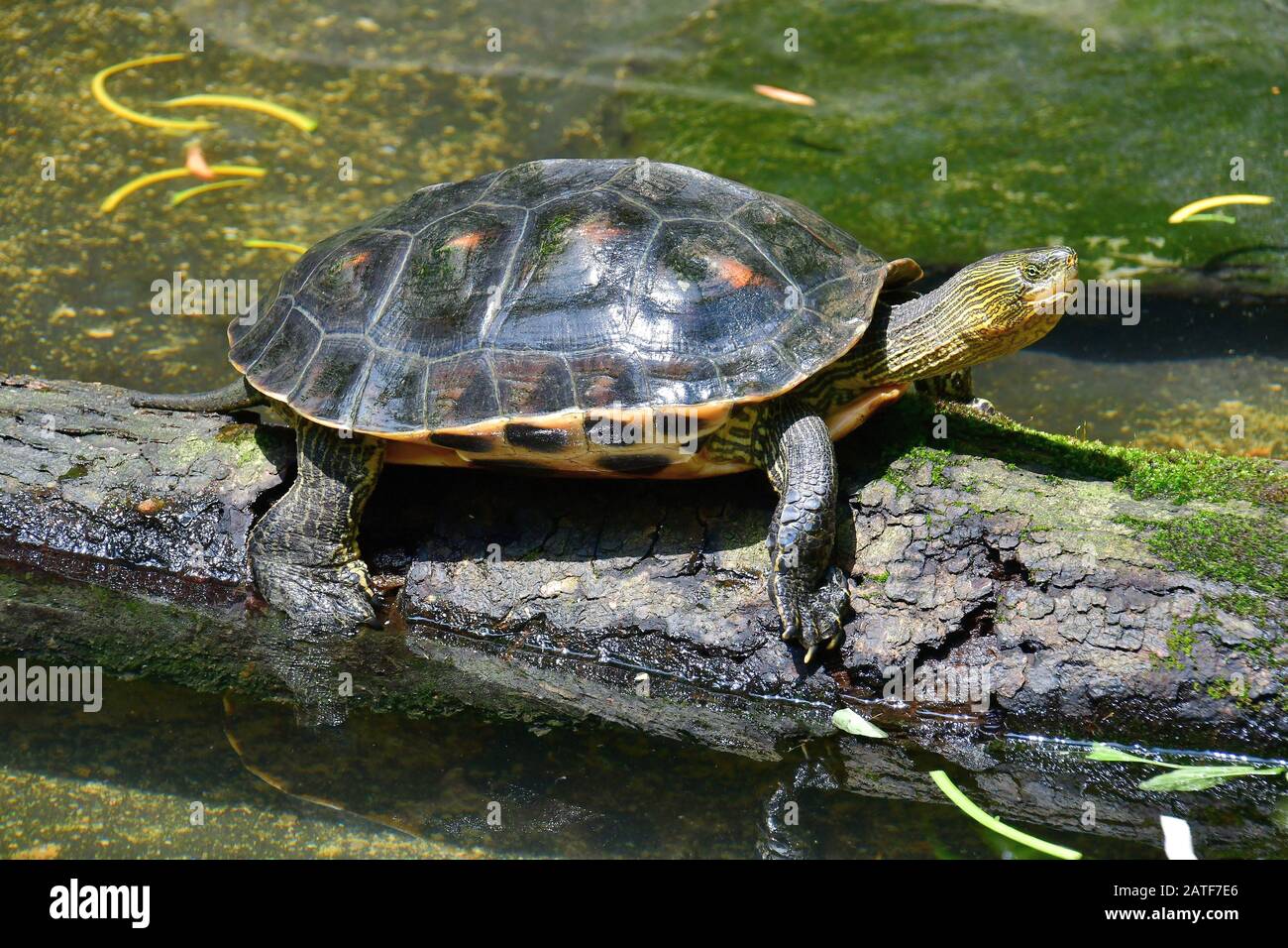 Chinese stripe-necked turtle, golden thread turtle, Ocadia sinensis, endangered Stock Photo