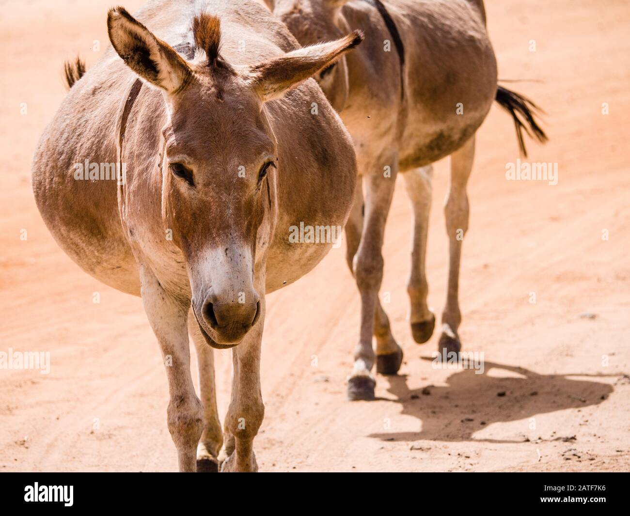 Pregnant Donkey High Resolution Stock Photography and Images Alamy