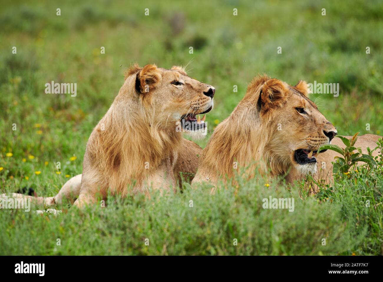 two younger male lion (Panthera leo) in Serengeti National Park, UNESCO world heritage site, Tanzania, Africa Stock Photo