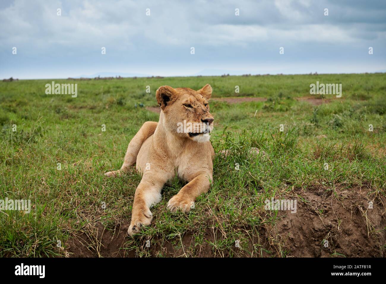 lioness, lion (Panthera leo) in Serengeti National Park, UNESCO world heritage site, Tanzania, Africa Stock Photo