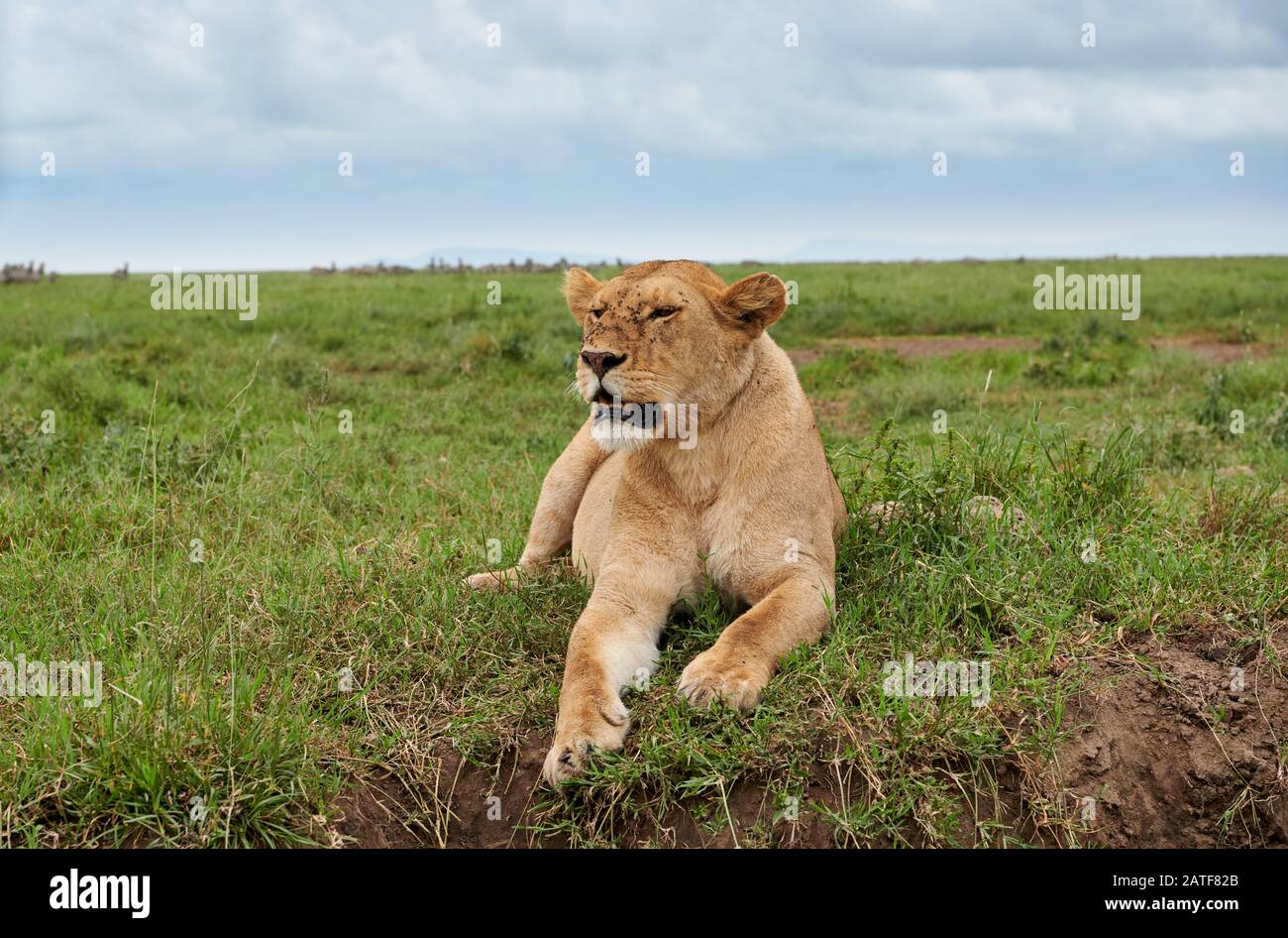 lioness, lion (Panthera leo) in Serengeti National Park, UNESCO world heritage site, Tanzania, Africa Stock Photo