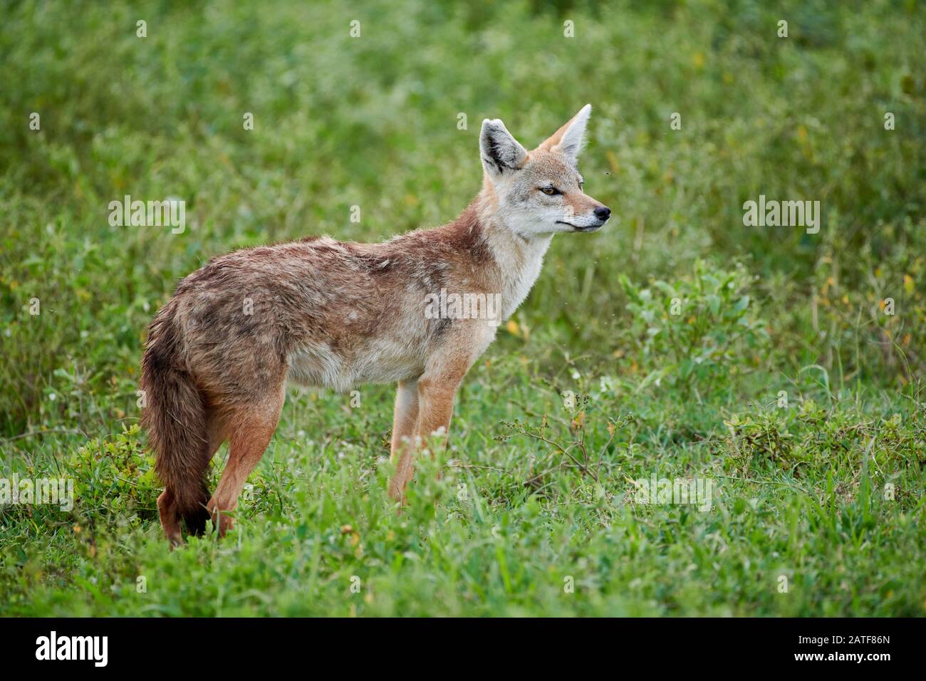 African golden wolf (Canis anthus), Serengeti National Park, UNESCO world heritage site, Tanzania, Africa Stock Photo