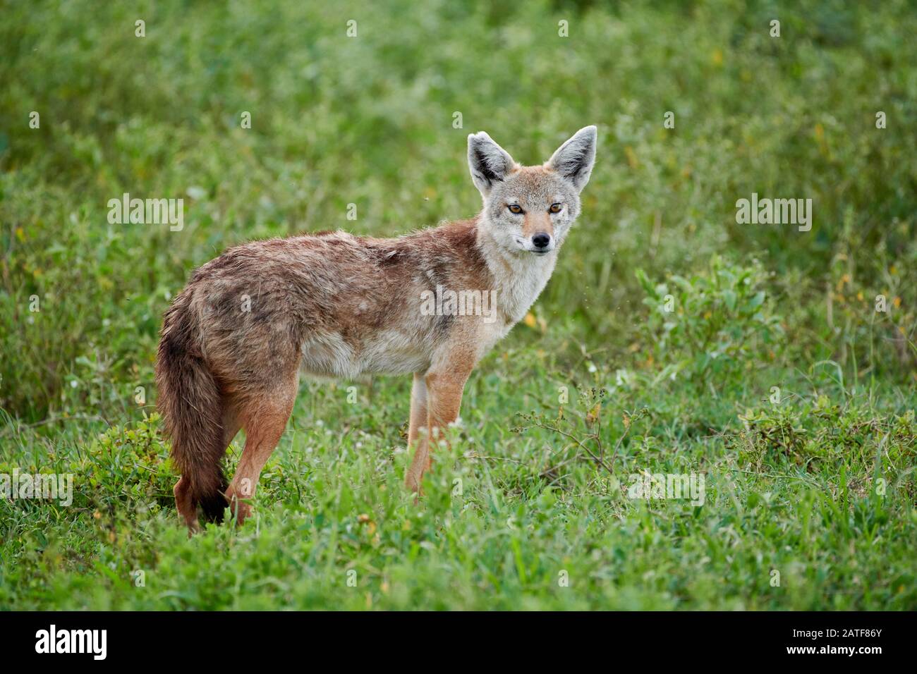 African golden wolf (Canis anthus), Serengeti National Park, UNESCO world heritage site, Tanzania, Africa Stock Photo