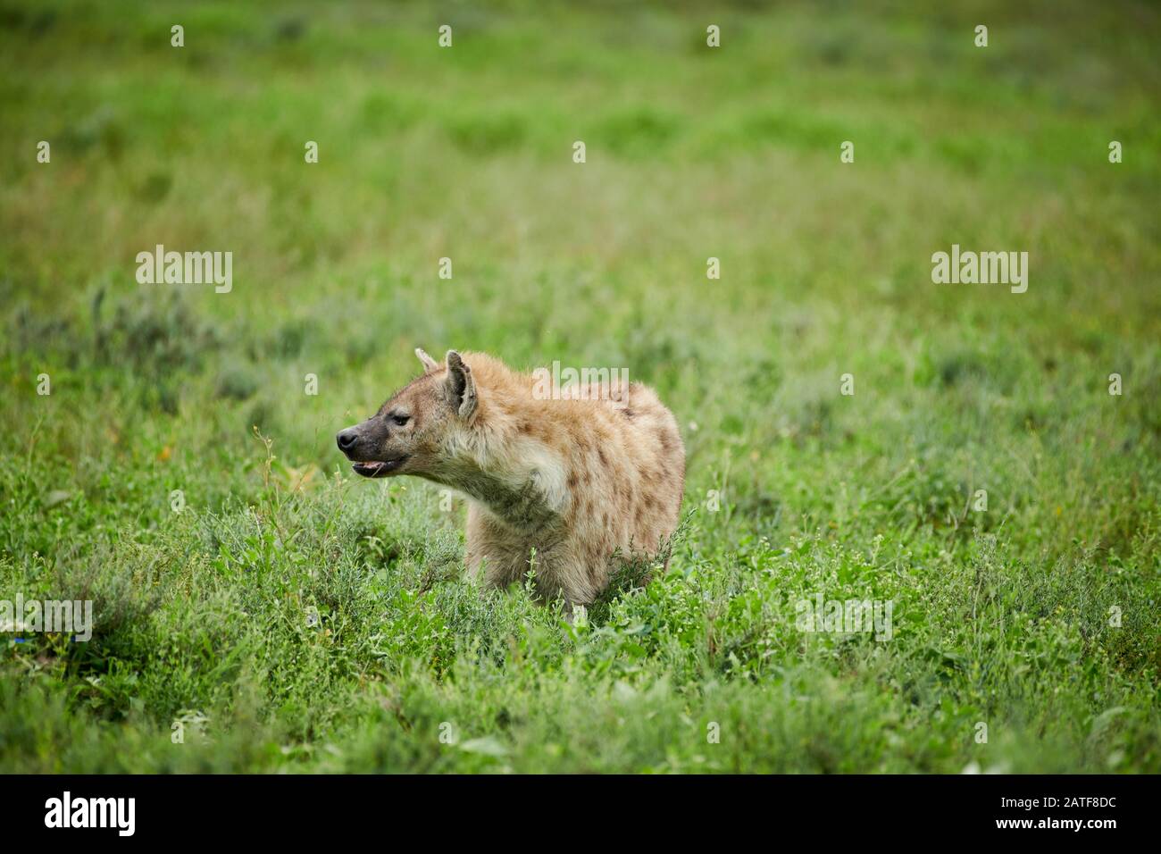 Spotted hyena (Crocuta crocuta) in Serengeti National Park, UNESCO world heritage site, Tanzania, Africa Stock Photo