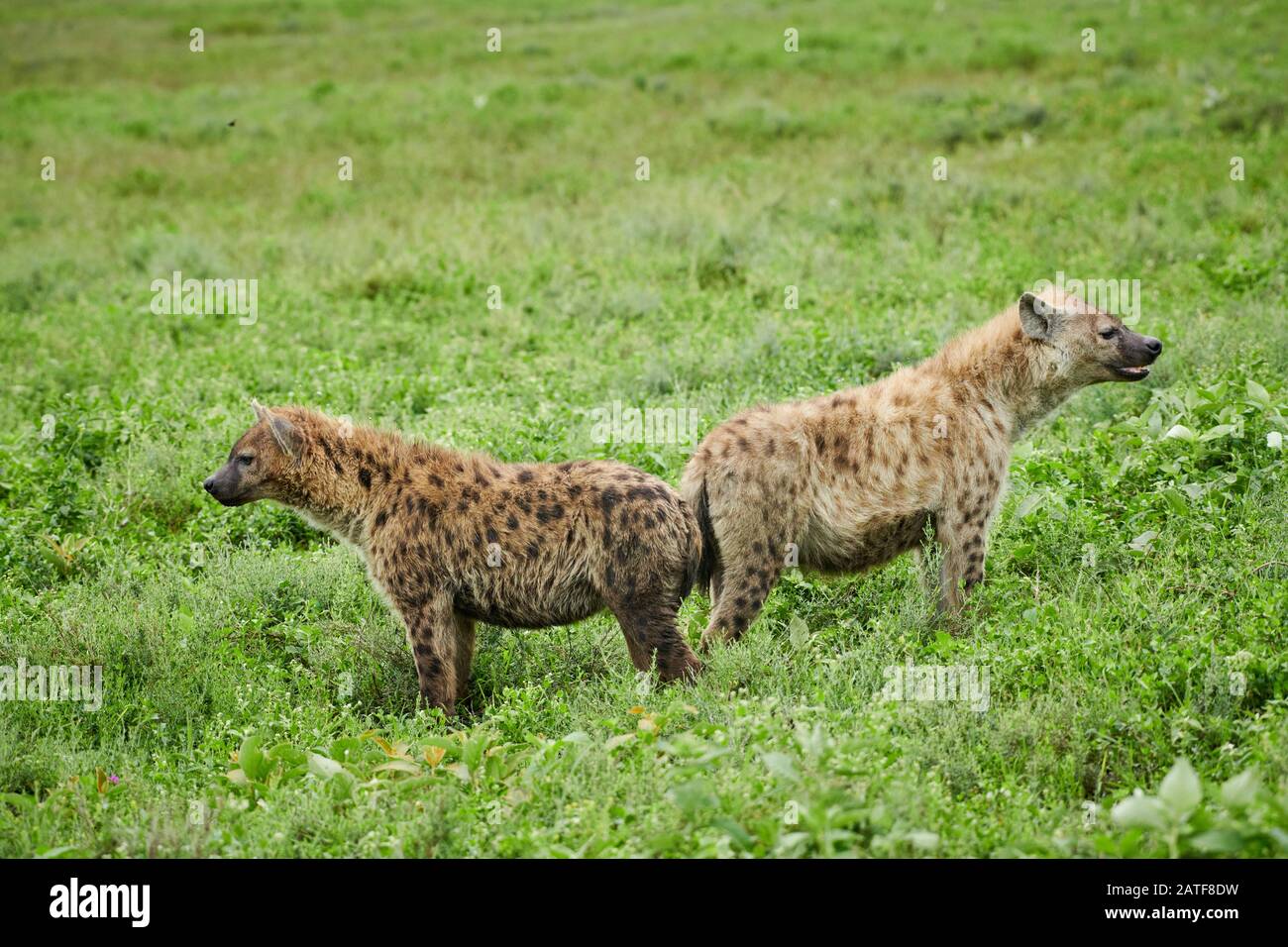 two Spotted hyenas (Crocuta crocuta) in Serengeti National Park, UNESCO