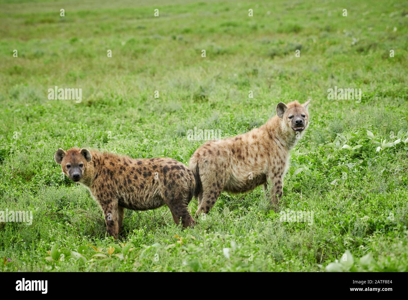 two Spotted hyenas (Crocuta crocuta) in Serengeti National Park, UNESCO world heritage site, Tanzania, Africa Stock Photo