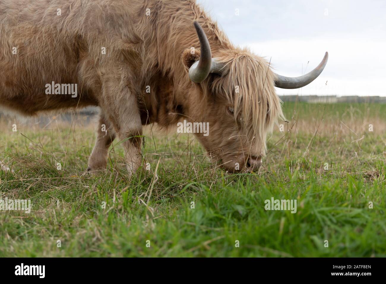 scotland highland cows scotland highland cows
