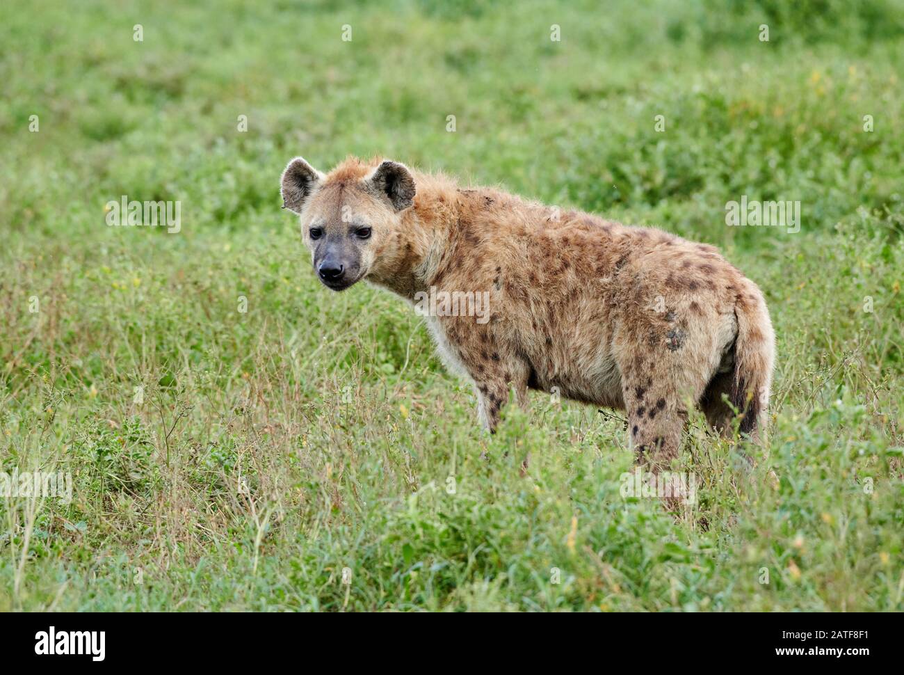 Spotted hyena (Crocuta crocuta) in Serengeti National Park, UNESCO