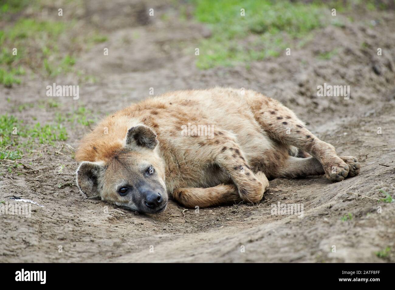 Spotted hyena (Crocuta crocuta) in Serengeti National Park, UNESCO world heritage site, Tanzania, Africa Stock Photo