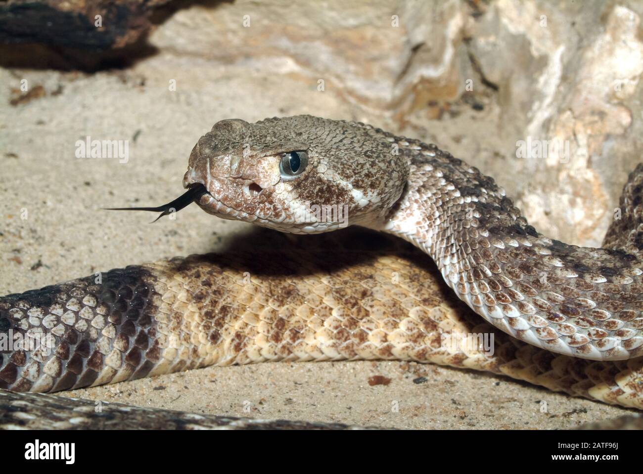 Page 2 Crotalus Atrox High Resolution Stock Photography And Images Alamy