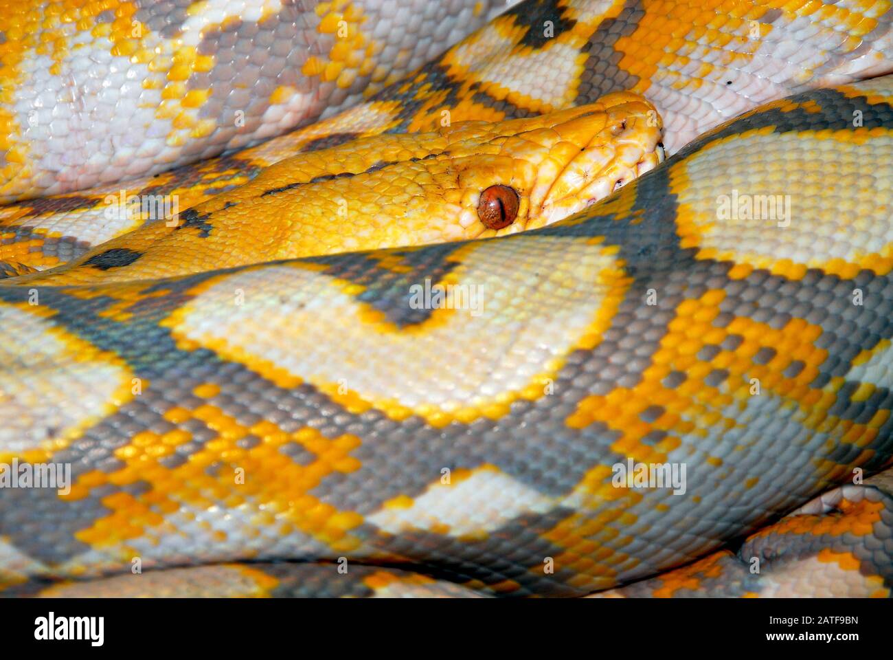 Reticulated Python Color Version Netzpython Python Reticulatus Kockas Piton Stock Photo Alamy