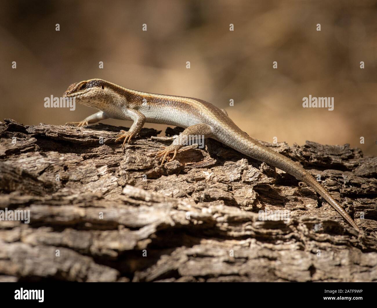 An African striped skink on a log in the Kruger National Park. Stock Photo