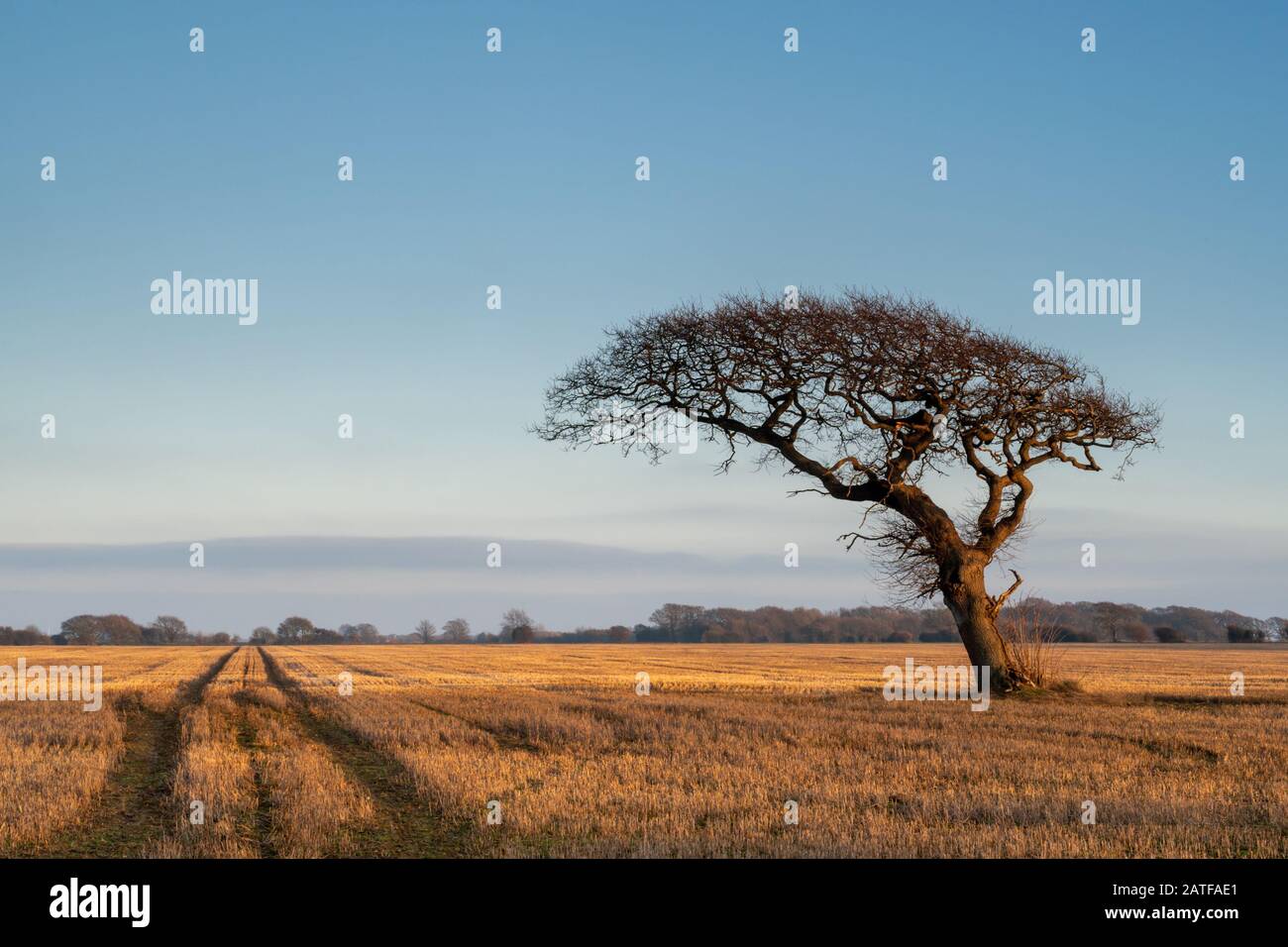 Lone tree in a field in Chidham Stock Photo