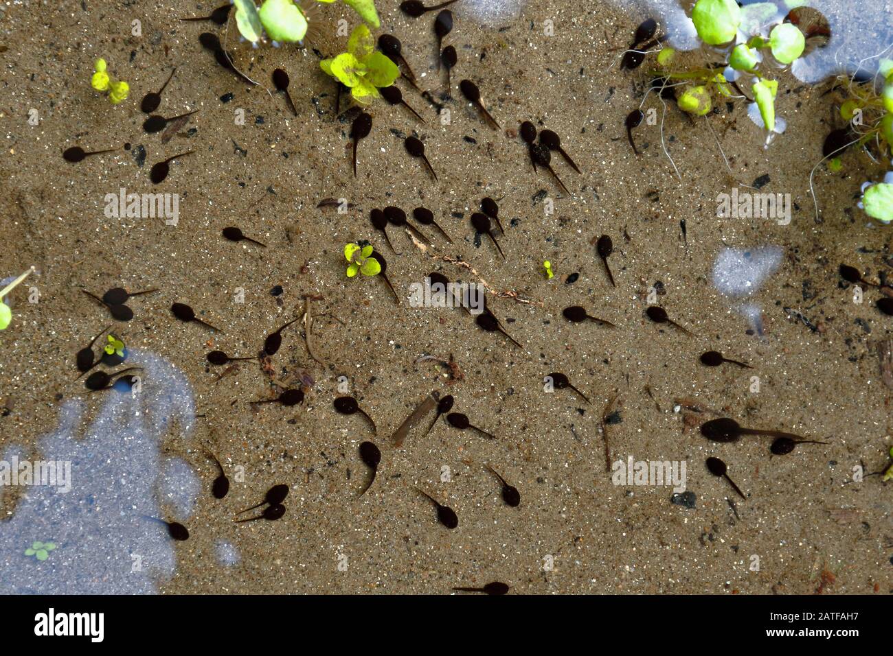 Group of Tadpoles (Anura) swimming in a stream, they are actually larvae of anuran amphibians that are in a process of metamorphosis before reaching a Stock Photo