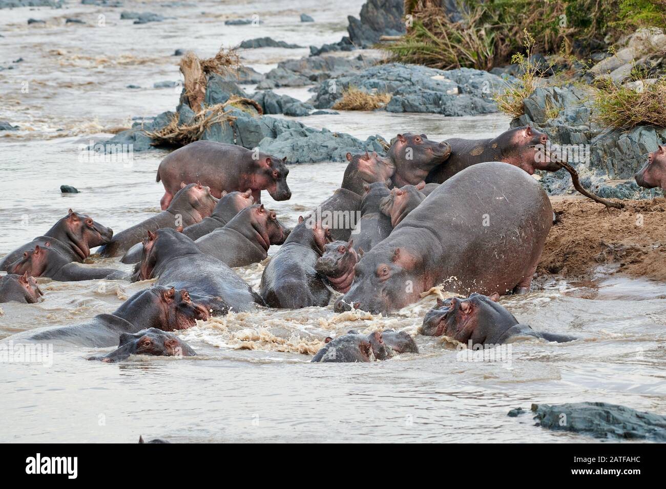 fighting Hippos (Hippopotamus amphibius) in famous Hippo-Pool of Serengeti National Park, UNESCO world heritage site, Tanzania, Africa Stock Photo