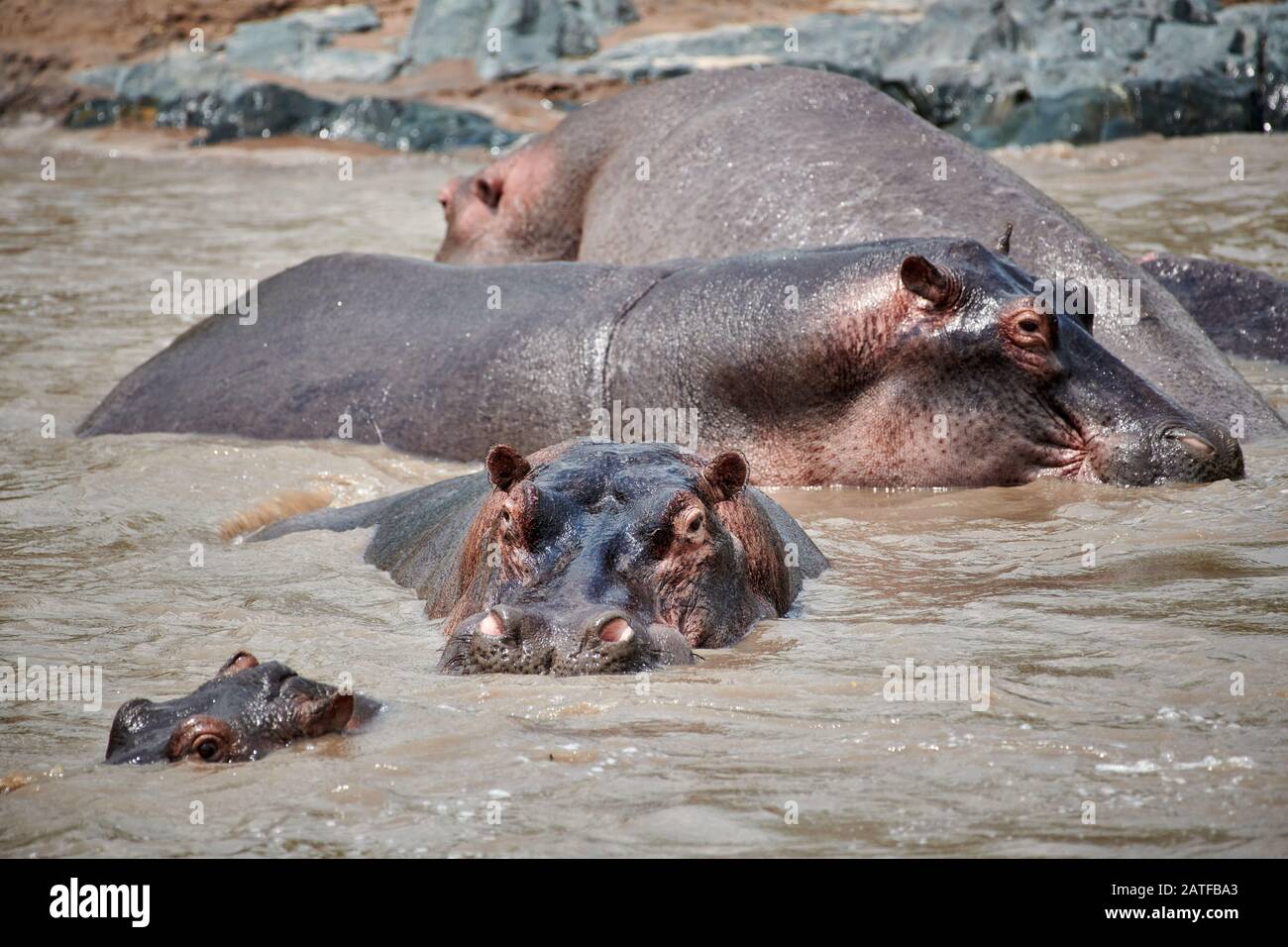 Hippos (Hippopotamus amphibius) in famous Hippo-Pool of Serengeti National Park, UNESCO world heritage site, Tanzania, Africa Stock Photo