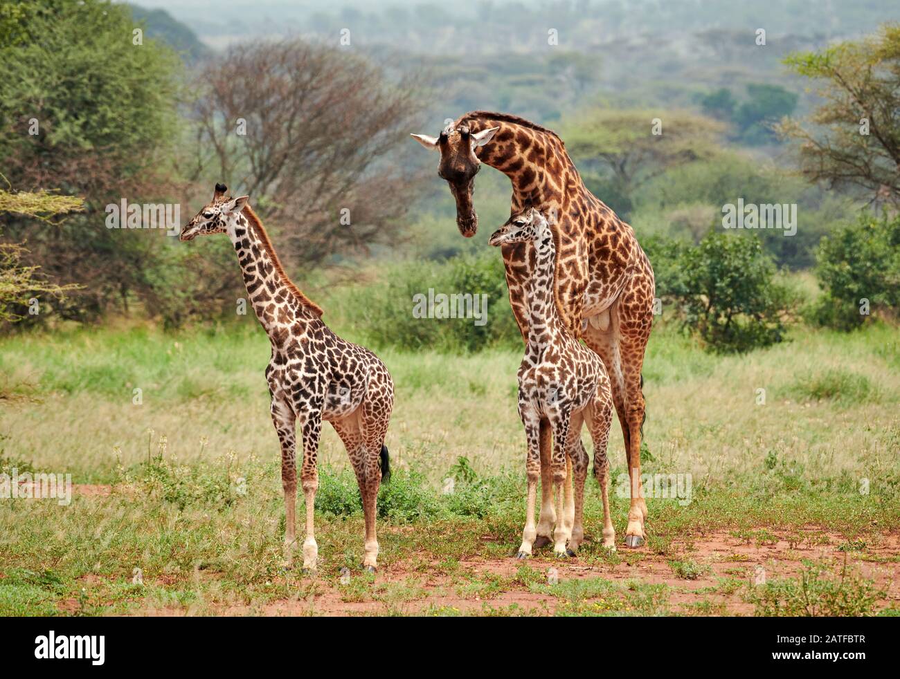 Massai giraffes 'Giraffa camelopardalis tippelskirchi' in Serengeti, Serengeti National Park, UNESCO world heritage site, Tanzania, Africa Stock Photo