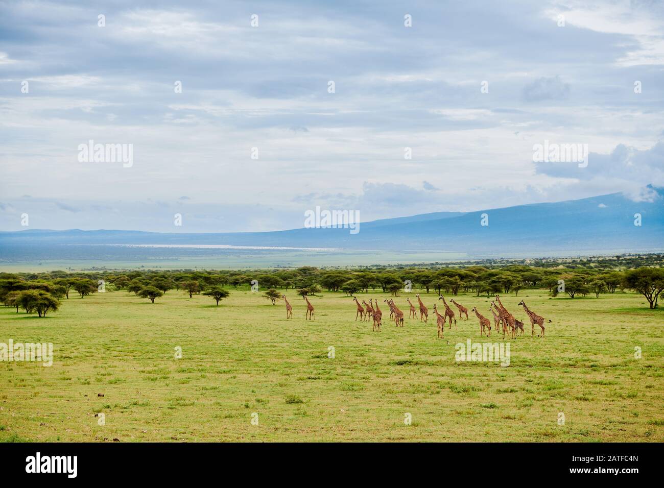 Massai giraffes "Giraffa camelopardalis tippelskirchi" in Serengeti, Ngorongoro Conservation Area, UNESCO world heritage site, Tanzania, Africa Stock Photo
